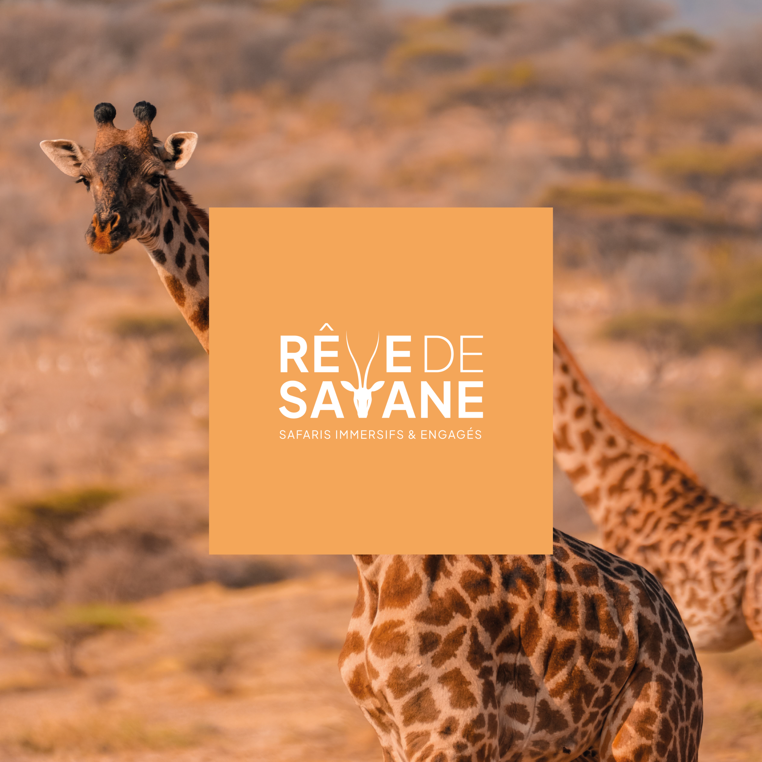 Logotype Rêve de Savane