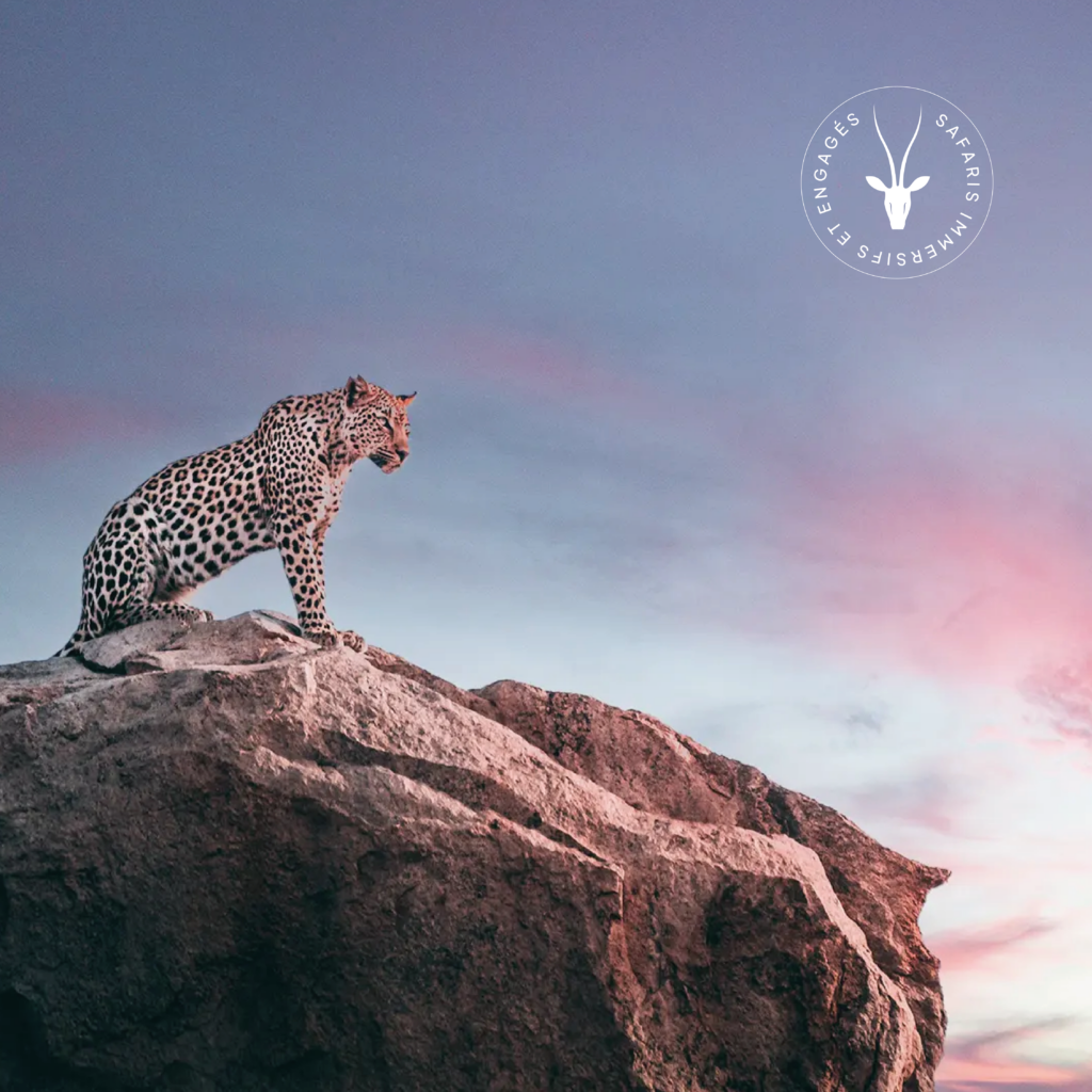 Image d'un guépard