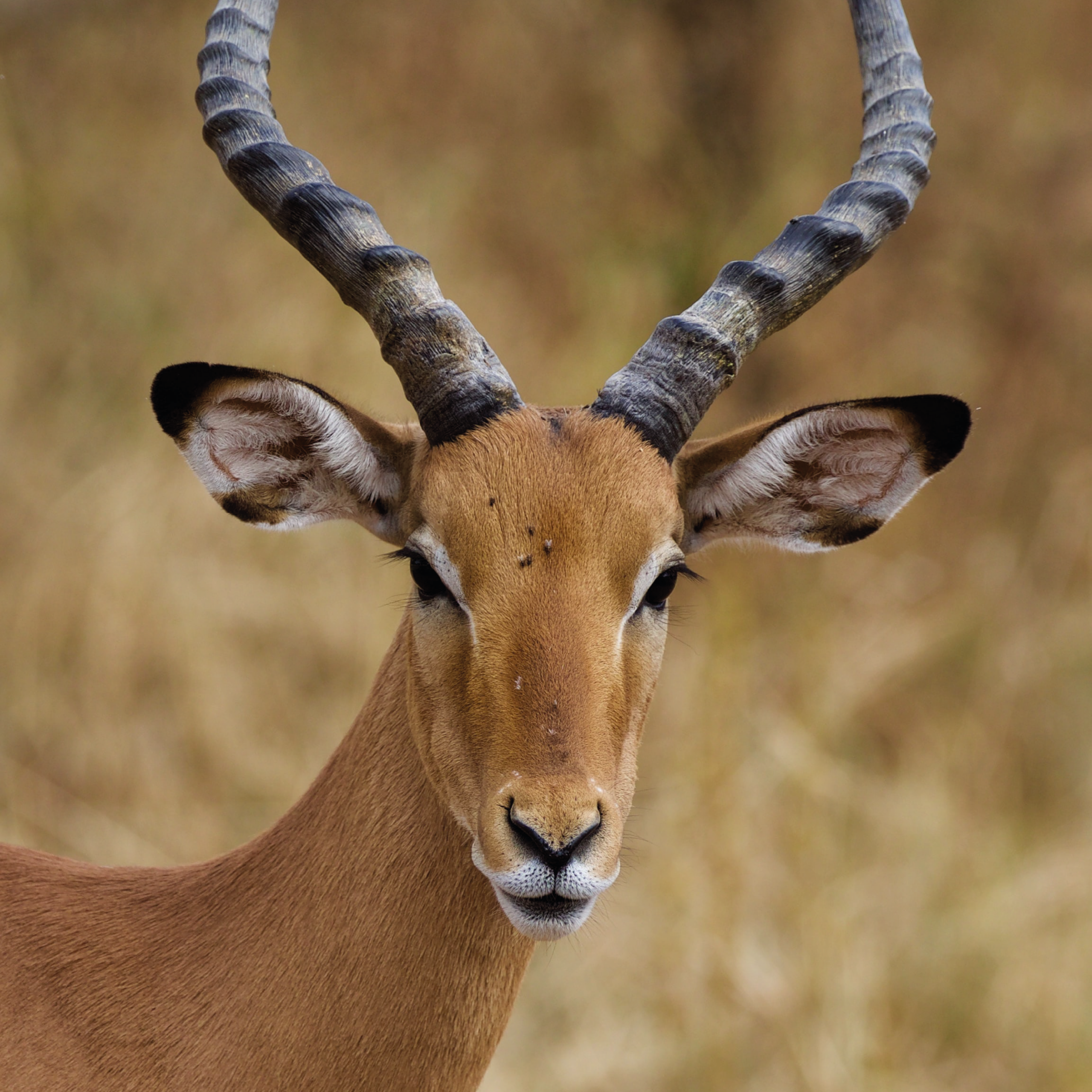 Symbole Antilope